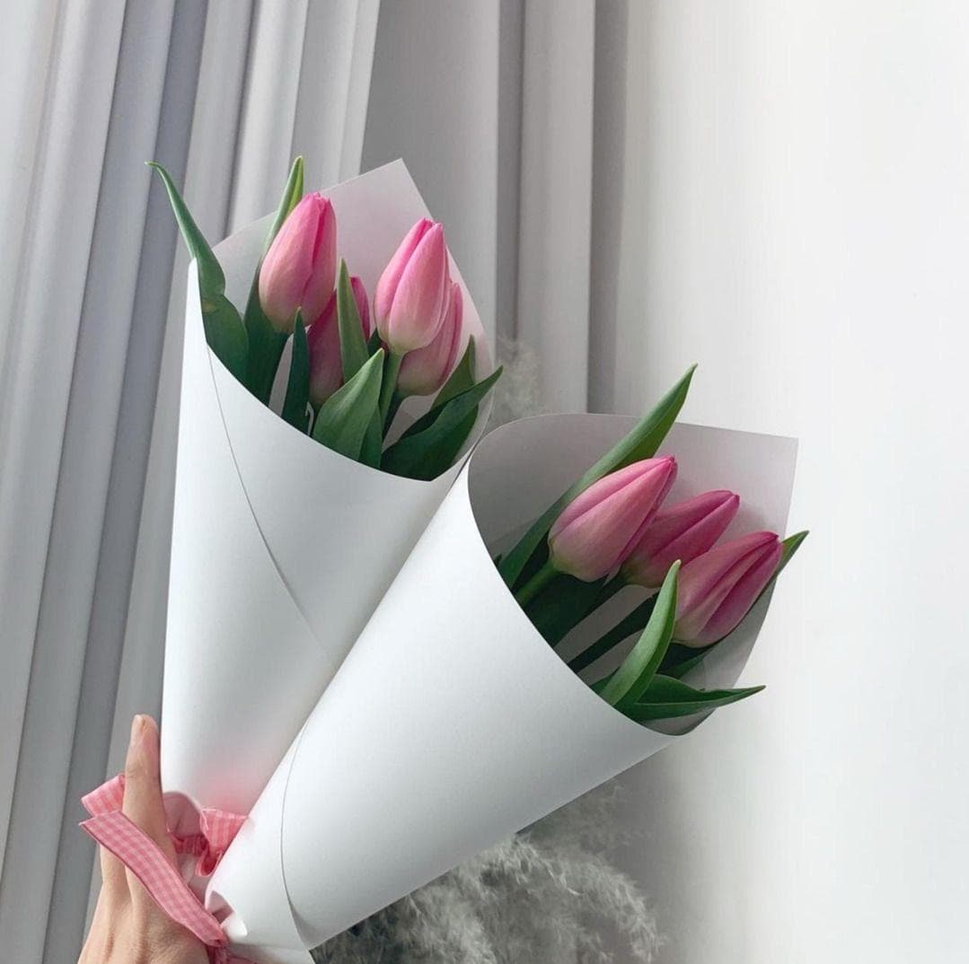 Tulipan